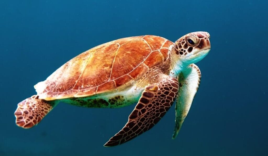 Is the UN Ocean Conference Actually Doing Enough to Save Our Seas?